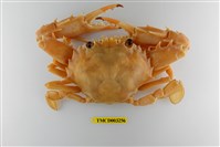 藏品(安汶蟳)的圖片